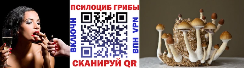 Купить где  Старица  Псилоцибиновые грибы ЛСД 